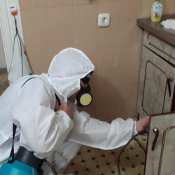 Дезинфекция от муравьев в квартире в Поливаново